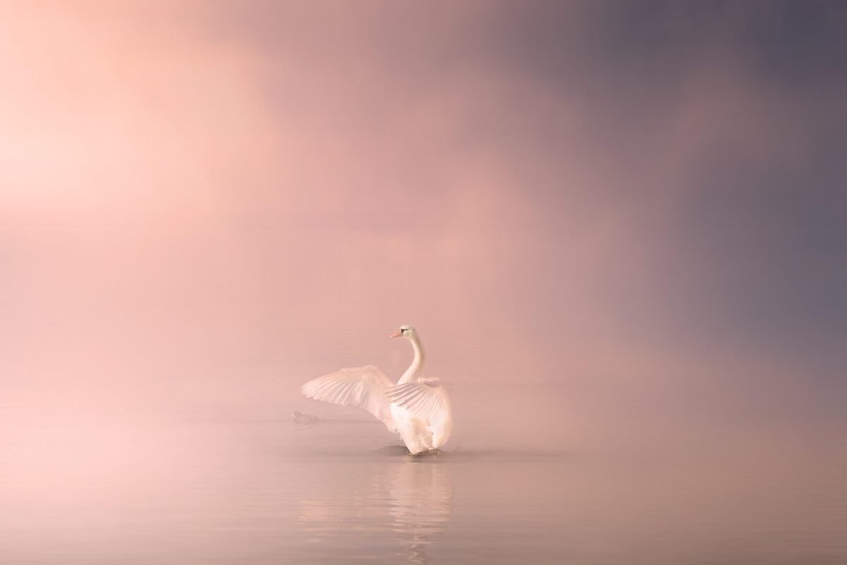 swan, bird, lake, water, elegant, wildlife, fantasy, fog, foggy, landscape, atmosphere, outdoor, cold, animal, magic, nature, swan, swan, swan, swan, swan, bird, lake, elegant, fantasy, fantasy, fantasy, fantasy, fog, fog, magic, magic, magic, magic