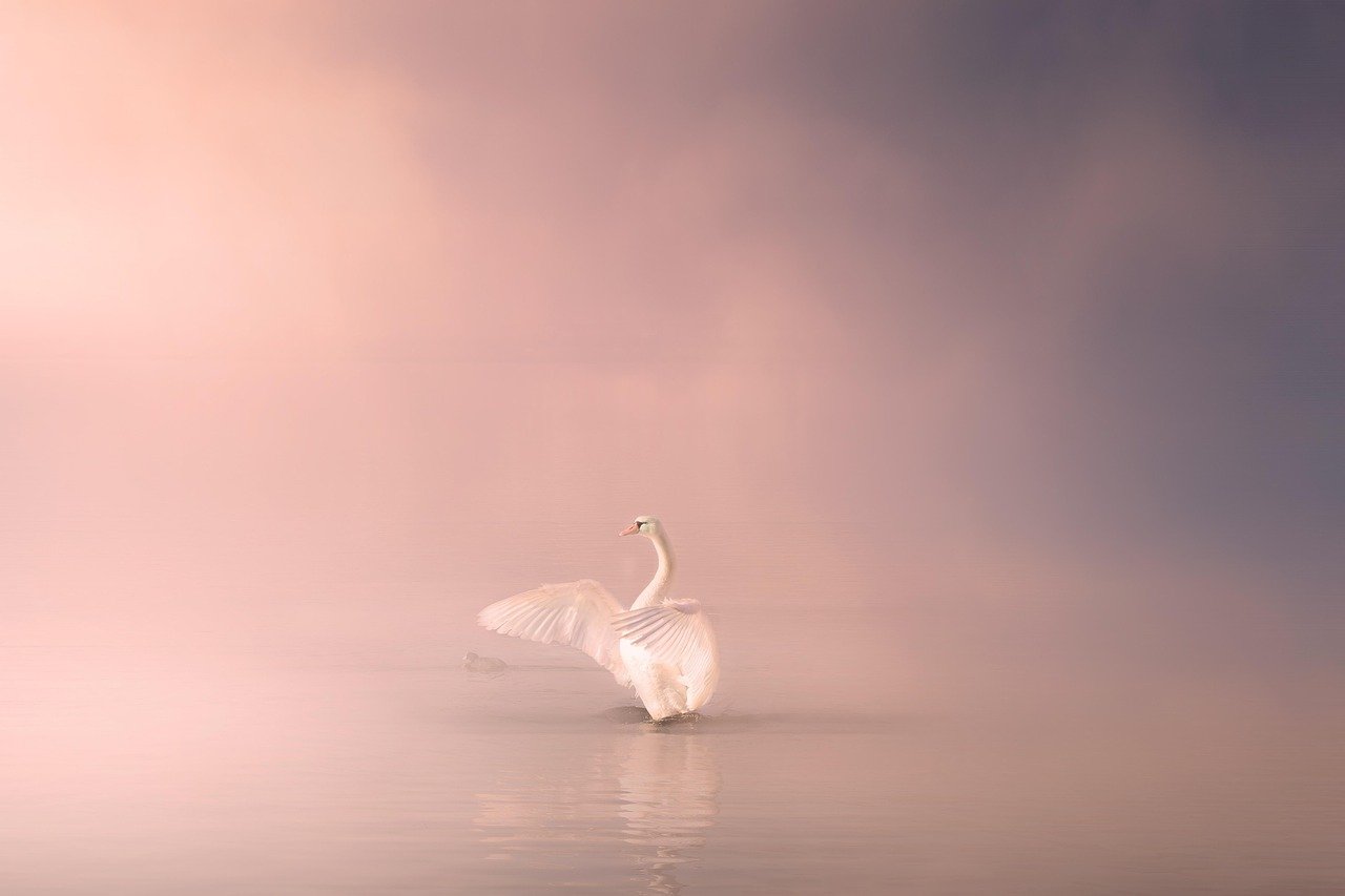 swan, bird, lake, water, elegant, wildlife, fantasy, fog, foggy, landscape, atmosphere, outdoor, cold, animal, magic, nature, swan, swan, swan, swan, swan, bird, lake, elegant, fantasy, fantasy, fantasy, fantasy, fog, fog, magic, magic, magic, magic